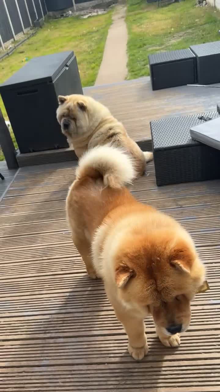 Chow Chow dogs for sale: Male and Neautured Female Chow - Video 1