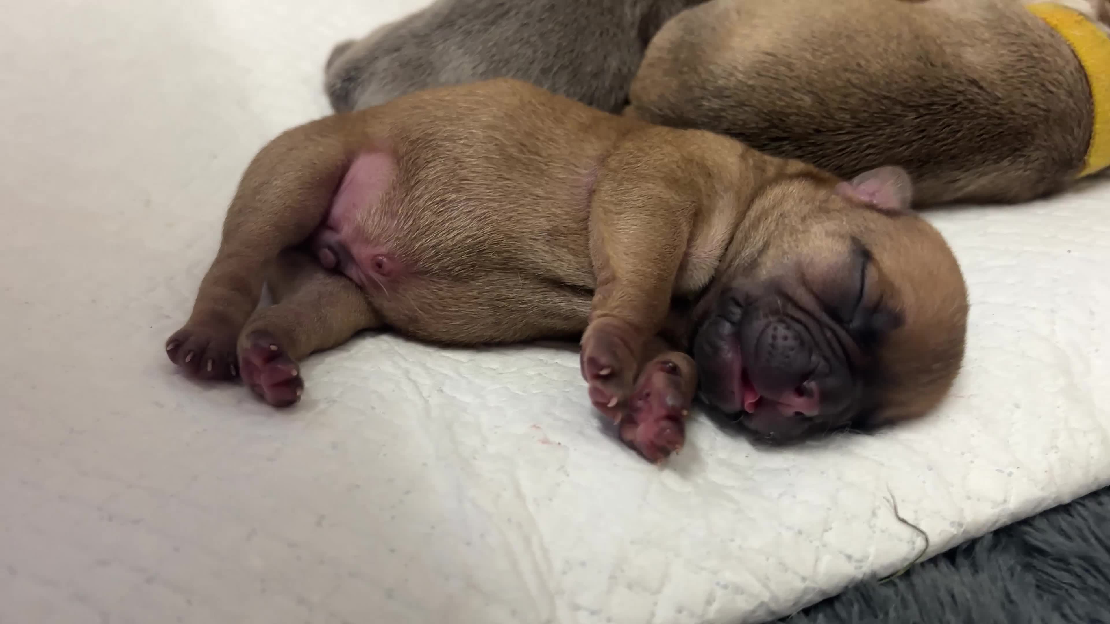 Mixed Breed dogs for sale: Dual pregnancy  - Video 1