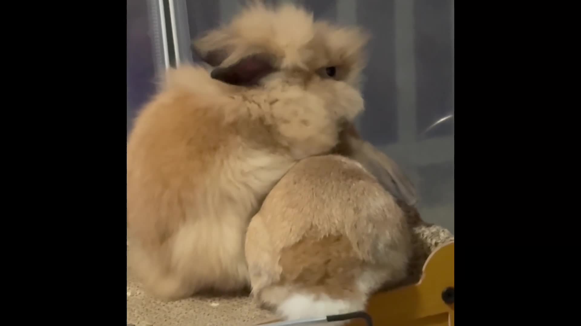 Lionhead rabbits for sale: Double Mane (f)&No Mane(m) Lionhead £50 & £2 - Video 2