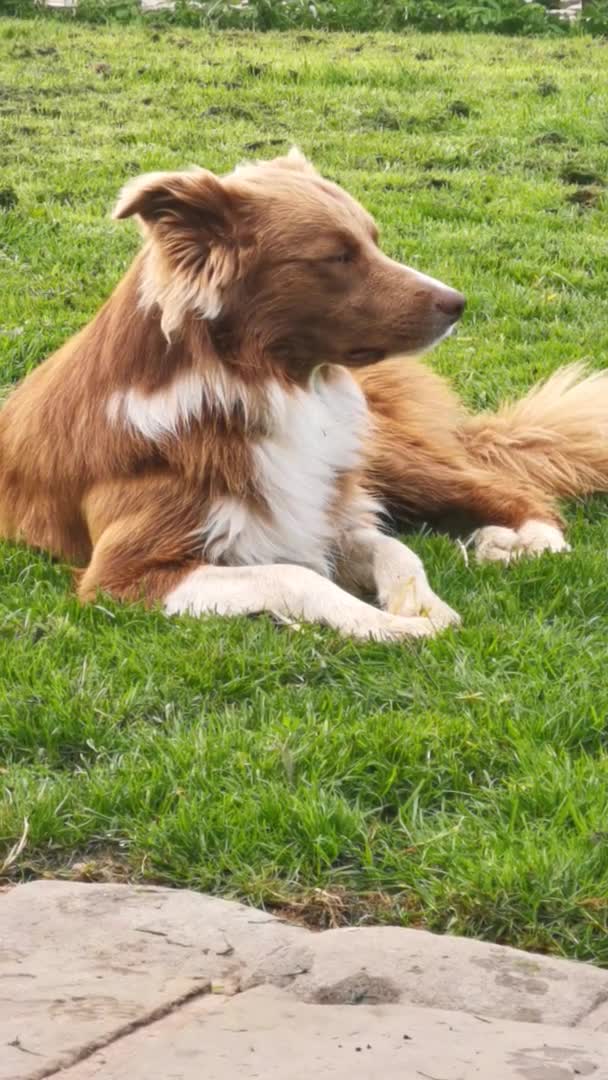 Border Collie dogs for stud: STUD.   PROVEN Red Border Collie STUD Dog  in Bingley - Video 2
