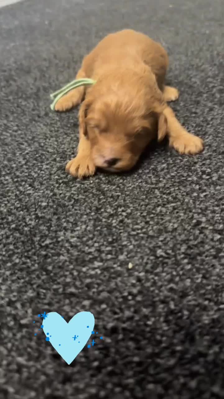 Cavapoo dogs for sale: F1 cavapoos 🥰dna health clear parents,💙🩷  - Video 3