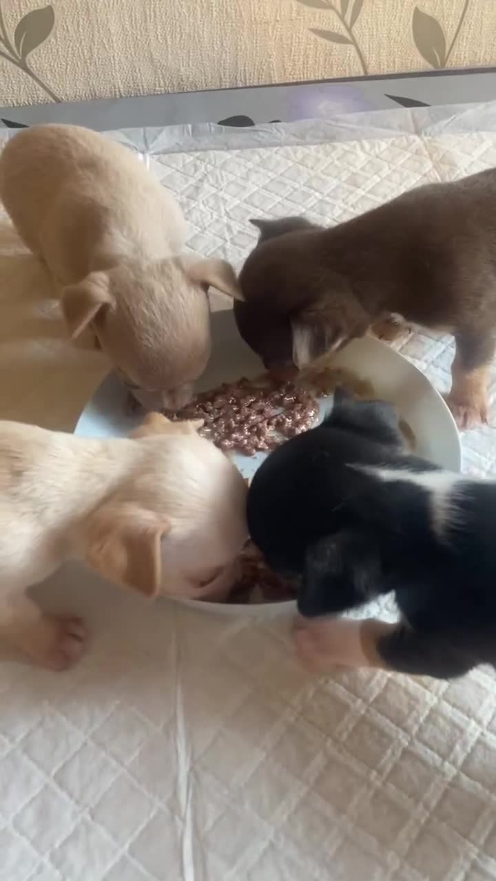 Chihuahua dogs for sale: chihuahua puppis for sale  - Video 1