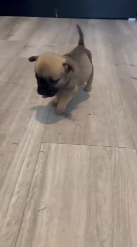 Mixed Breed dogs for sale: REDUCED!!! REDUCED!!! French bulldog boys - Video 1