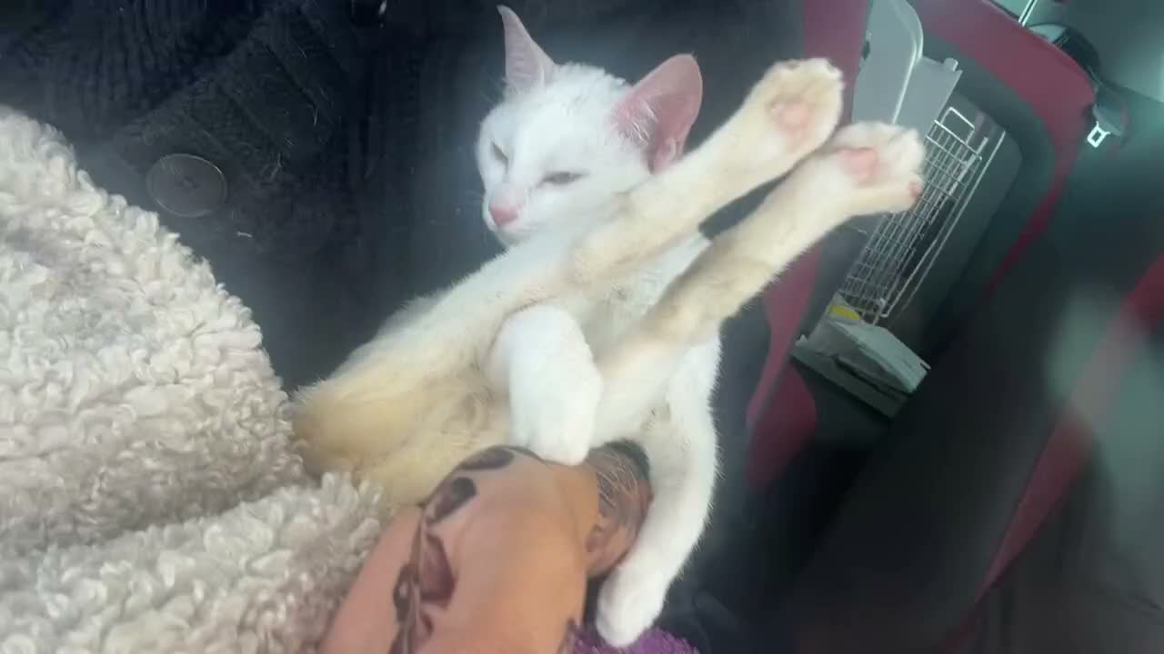 Arabian Mau cats for sale: Disabled Arabian mau kitten from Dubai  - Video 1