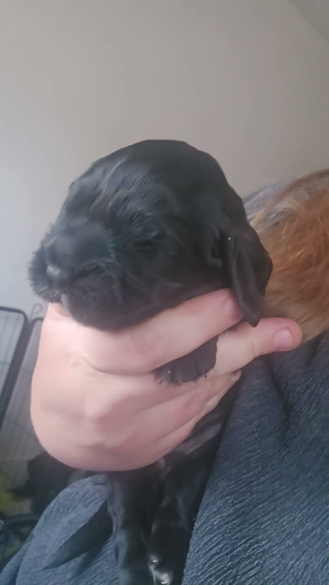Cocker Spaniel dogs for sale: Cocker spaniel puppies*** - Video 4