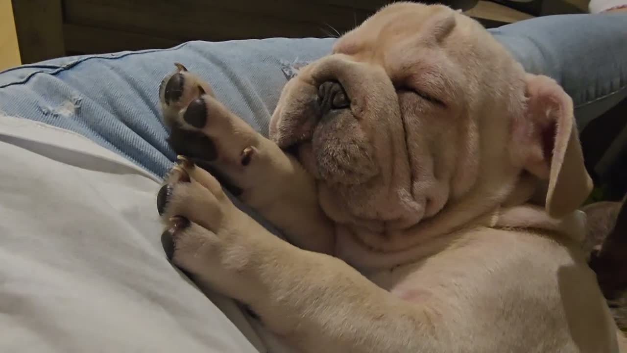 French Bulldog dogs for sale: French Bulldog  - Video 1