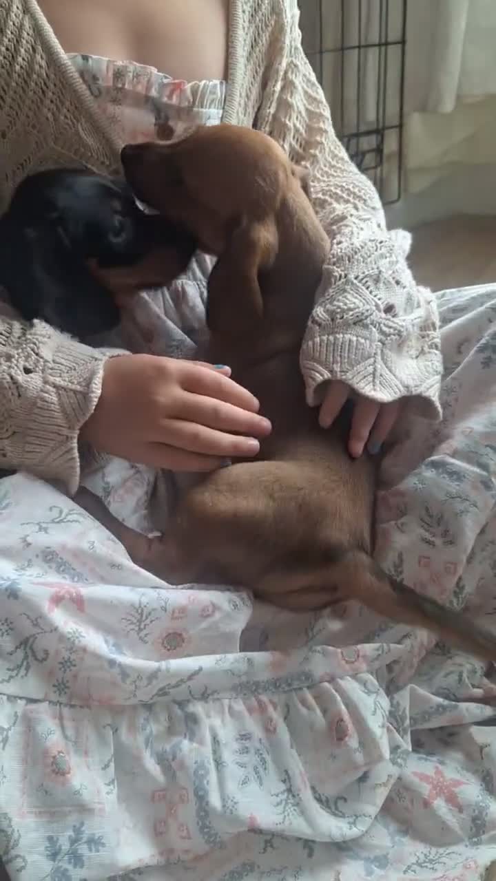 Dachshund dogs for sale: 2 gorgeous dachshund pups for sale - Video 2
