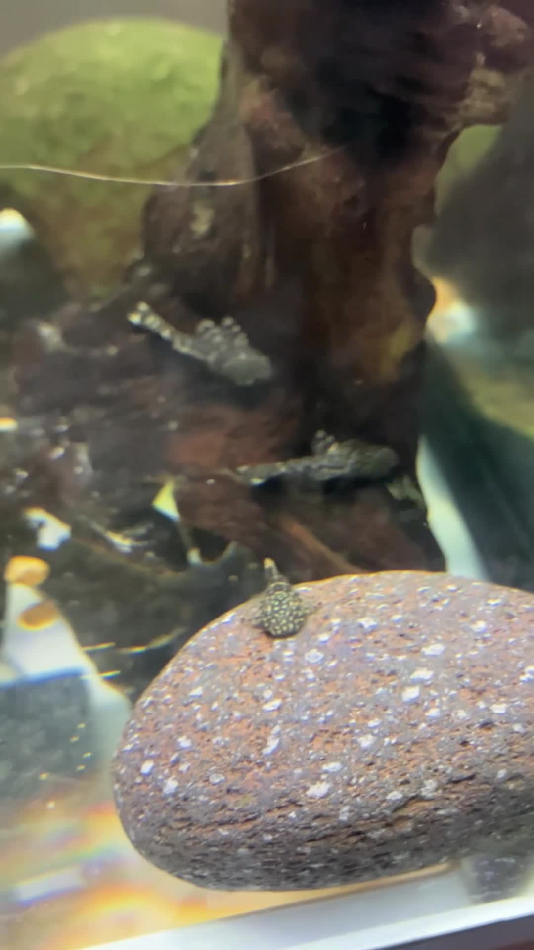 Catfish fish for sale: Bristlenose catfish (Ancistrus sp.) - Video 1