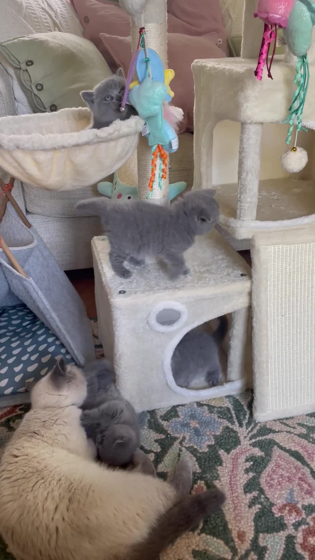 British Shorthair cats for sale: Chunky teddy bear GCCF British shorthair  - Video 1