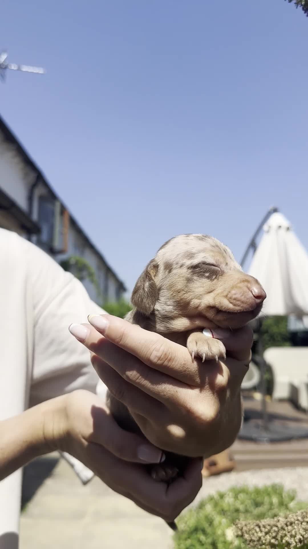 Miniature Dachshund dogs for sale: Beautiful KC homebred mini dachshunds  in Ashbourne - Video 4