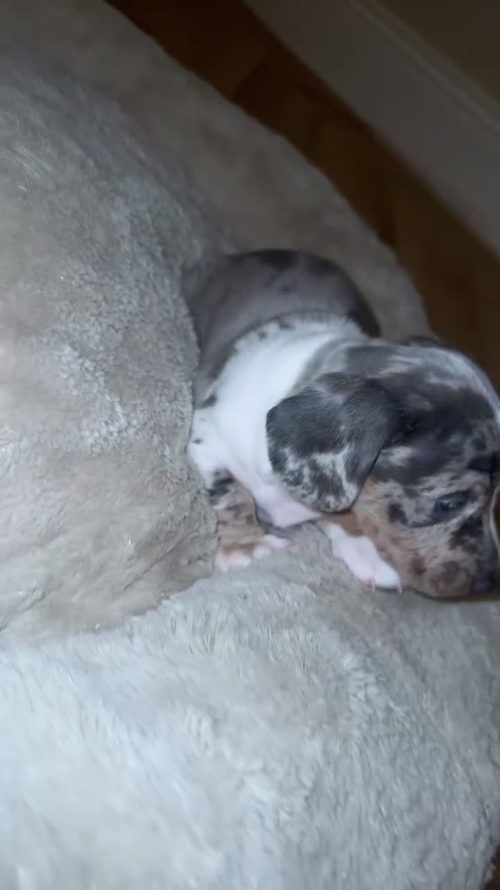 Dachshund dogs for sale: Miniature dapple dachshunds 5 puppies  - Video 1