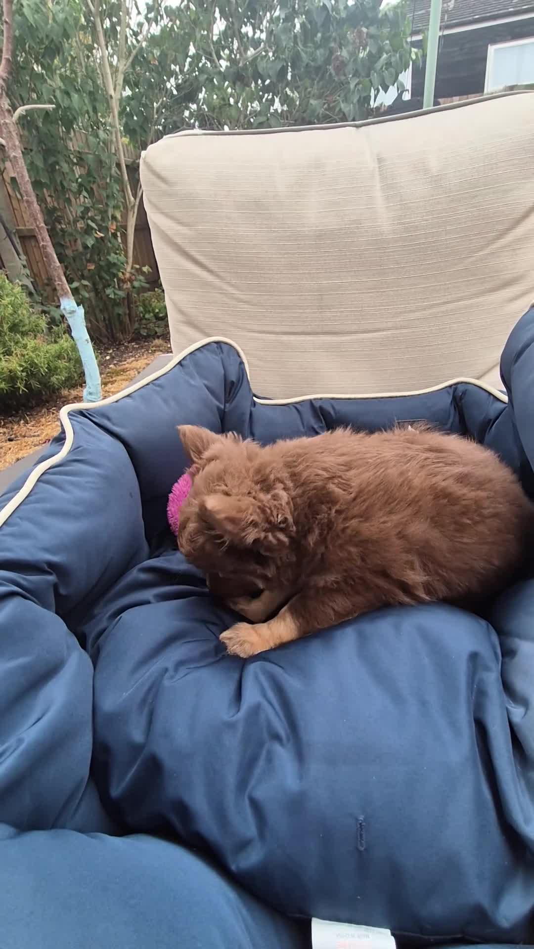 Chihuahua dogs for sale: Adorable chi boy  - Video 1