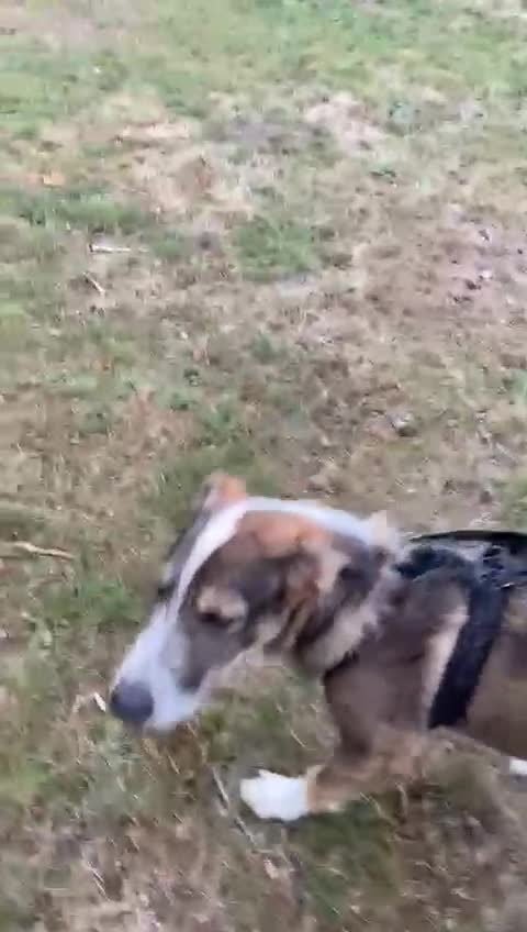 Mixed Breed dogs for adoption: 🐾💛 DIGBY – The Affectionate Big Softie! 💛🐾 - Video 1