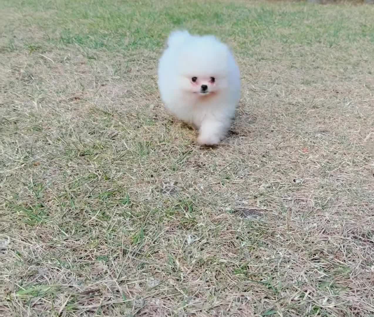Pomeranian dogs for sale: Pomeranian - Video 1