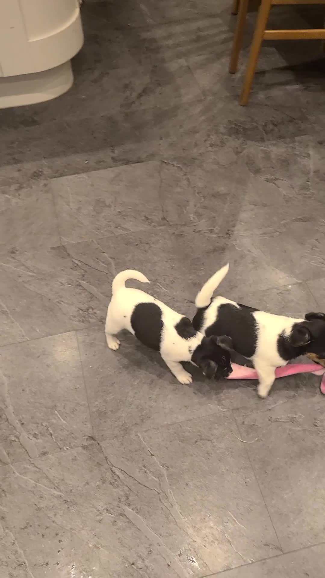 Jack Russell dogs for sale: Jack Russell Puppies - Video 2