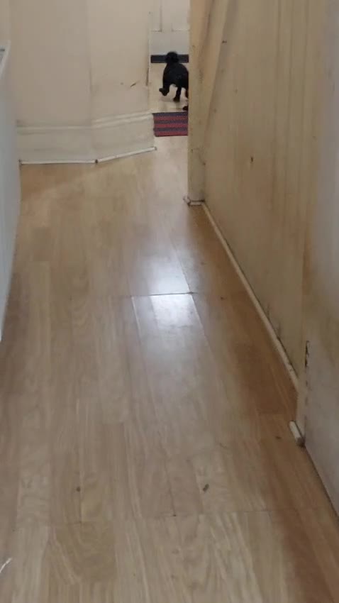 Staffordshire Bull Terrier dogs for sale: **KC Reg Pick of Litter male available* - Video 2