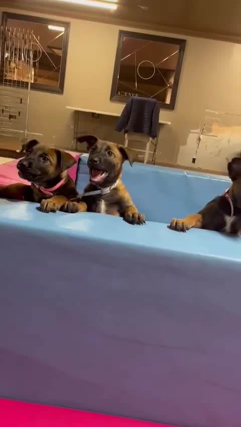 Belgian Shepherd Dog dogs for sale: Belgian Malinois Puppies - Video 2