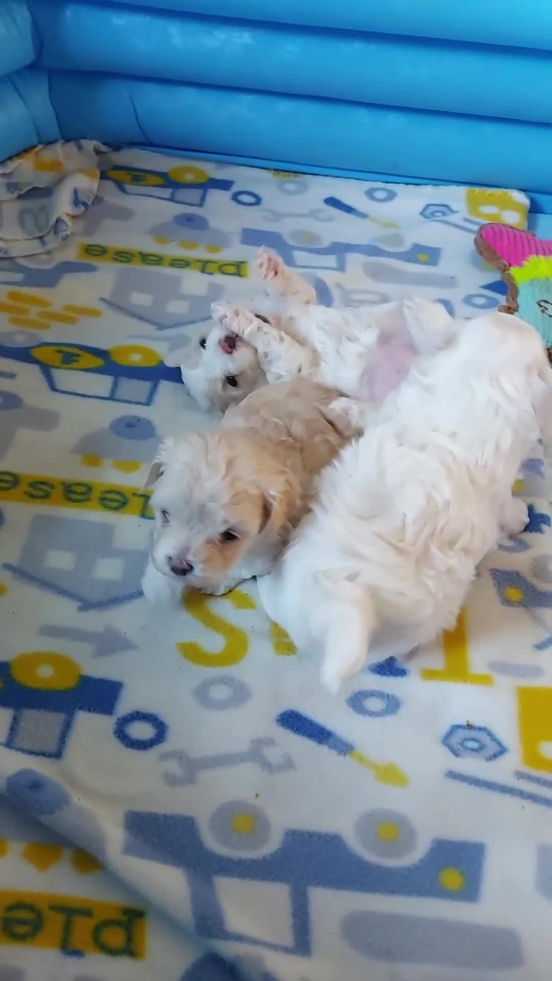 Maltipoo dogs for sale: Asian Teddy Toy Maltipoos  - Video 2