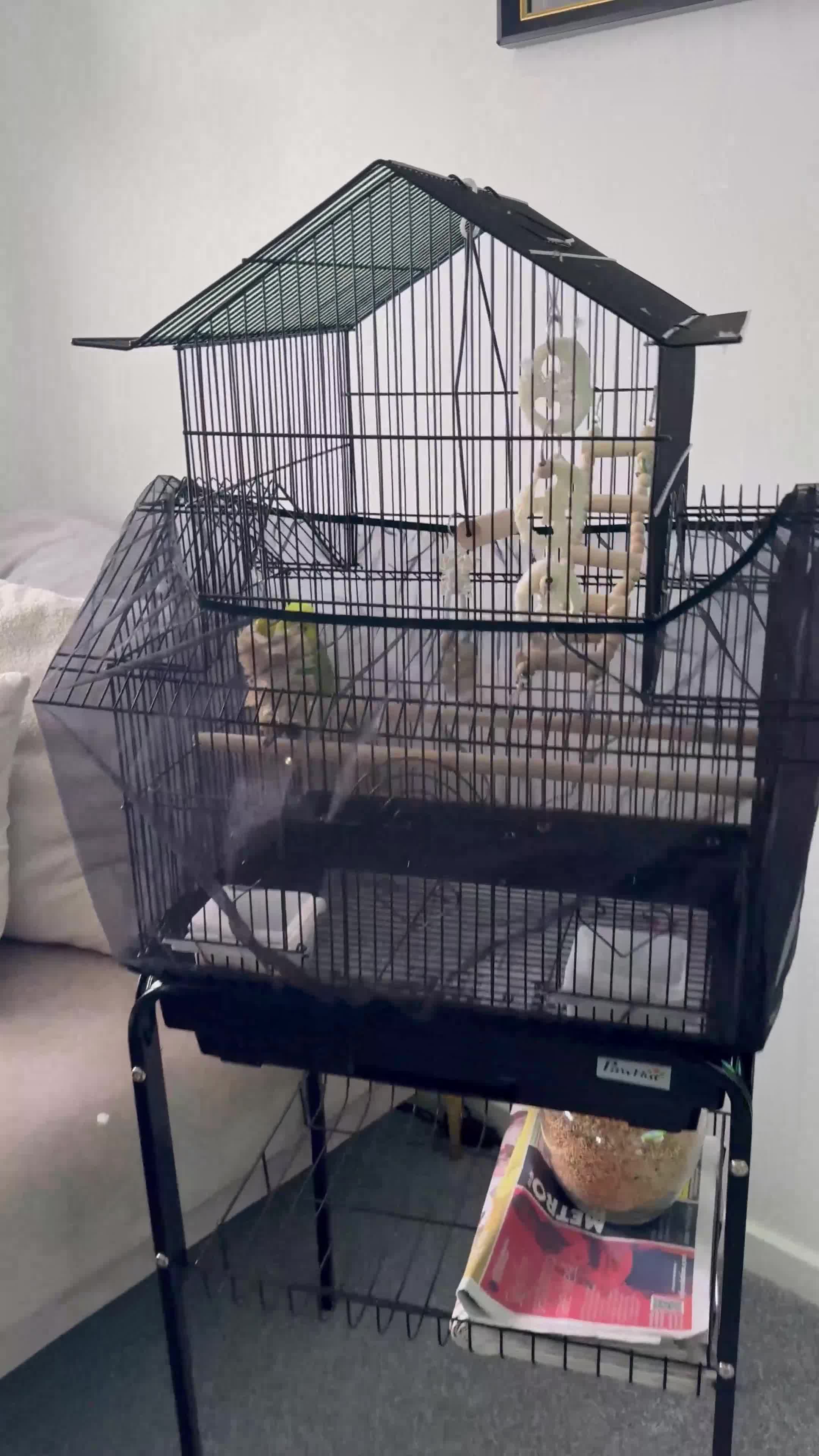 Budgerigars birds for sale: Budgie in Wallington - Video 1