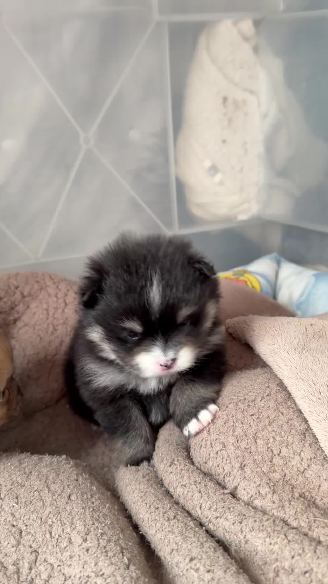 Pomeranian dogs for sale: EXTRA SMALL POMERANIAN PUPPIES  - Video 1