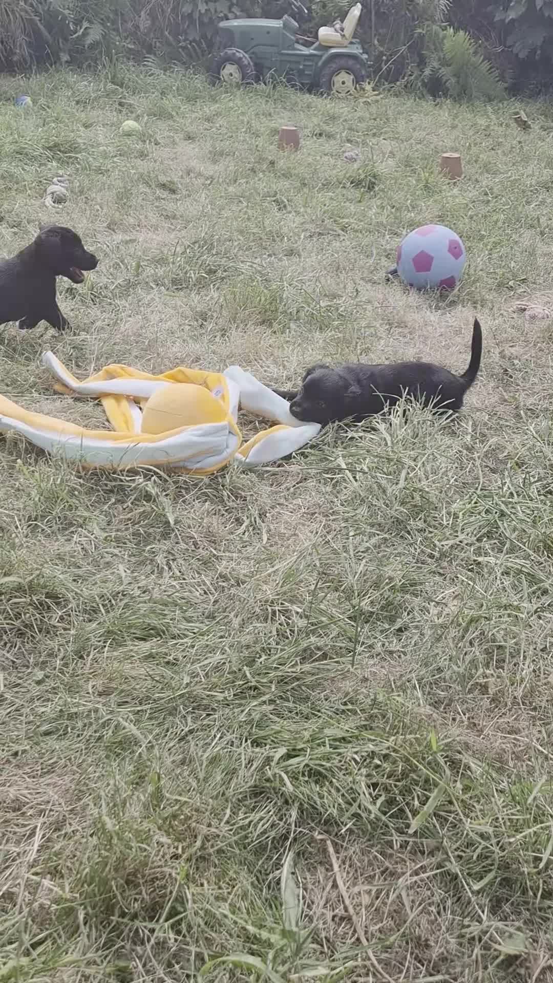 Cocker Spaniel dogs for sale: Cocker Spaniel Puppies - Video 1