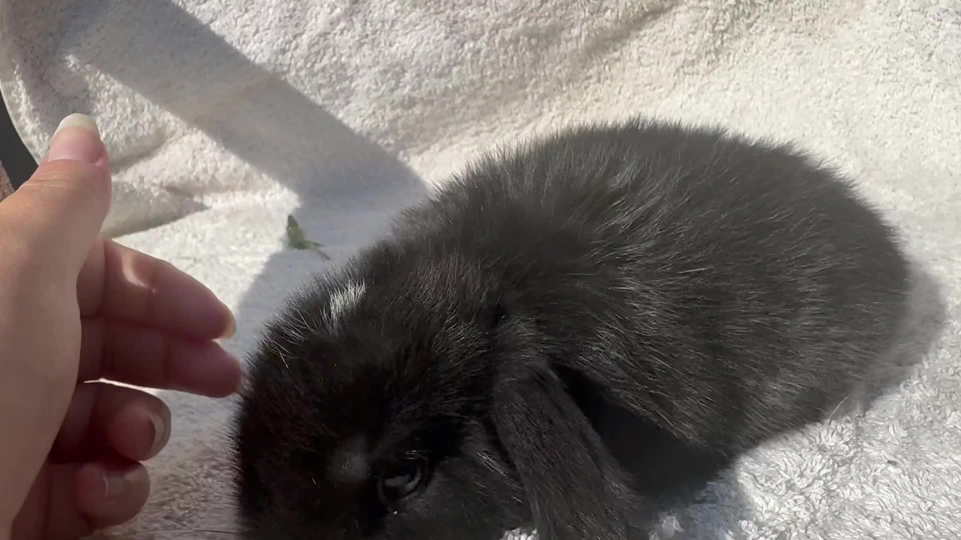 Mini Lop rabbits for sale: Two baby girls left!  - Video 1