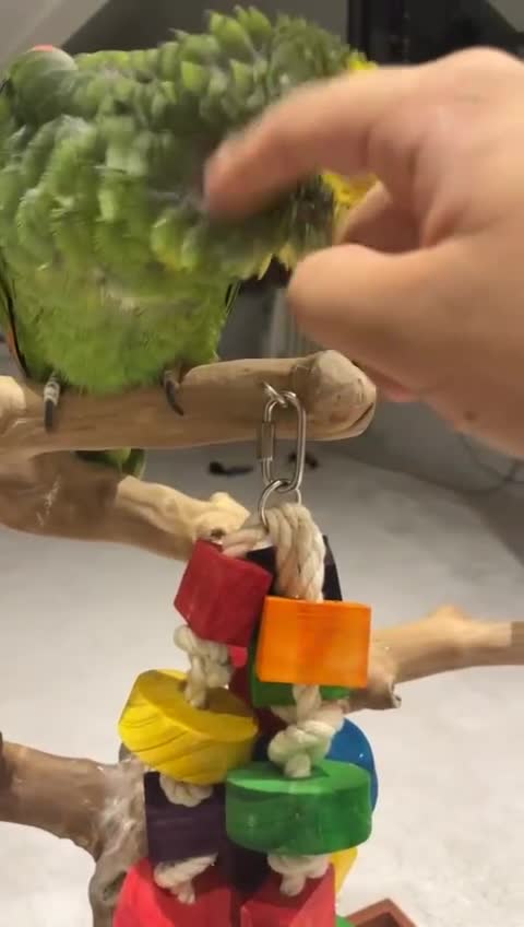 Parrots birds for sale: Talking Handreared Double-yellow-headed Amazon  - Video 2