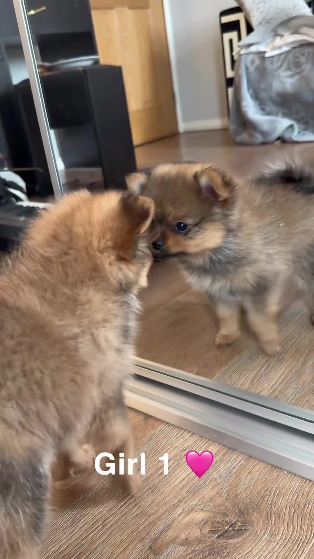 Pomeranian dogs for sale: 3 Beautiful Pom Pups 🩷🩵 - Video 2