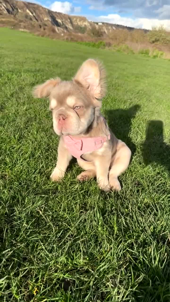 French Bulldog dogs for sale: New shade fluffy frenchie - Video 1