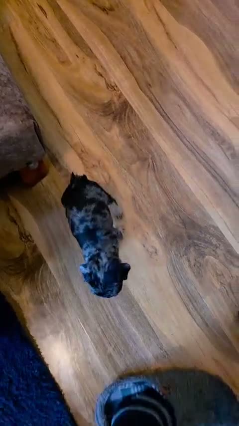 Pug dogs for sale: Bueatiful Merle baby pugs - Video 2