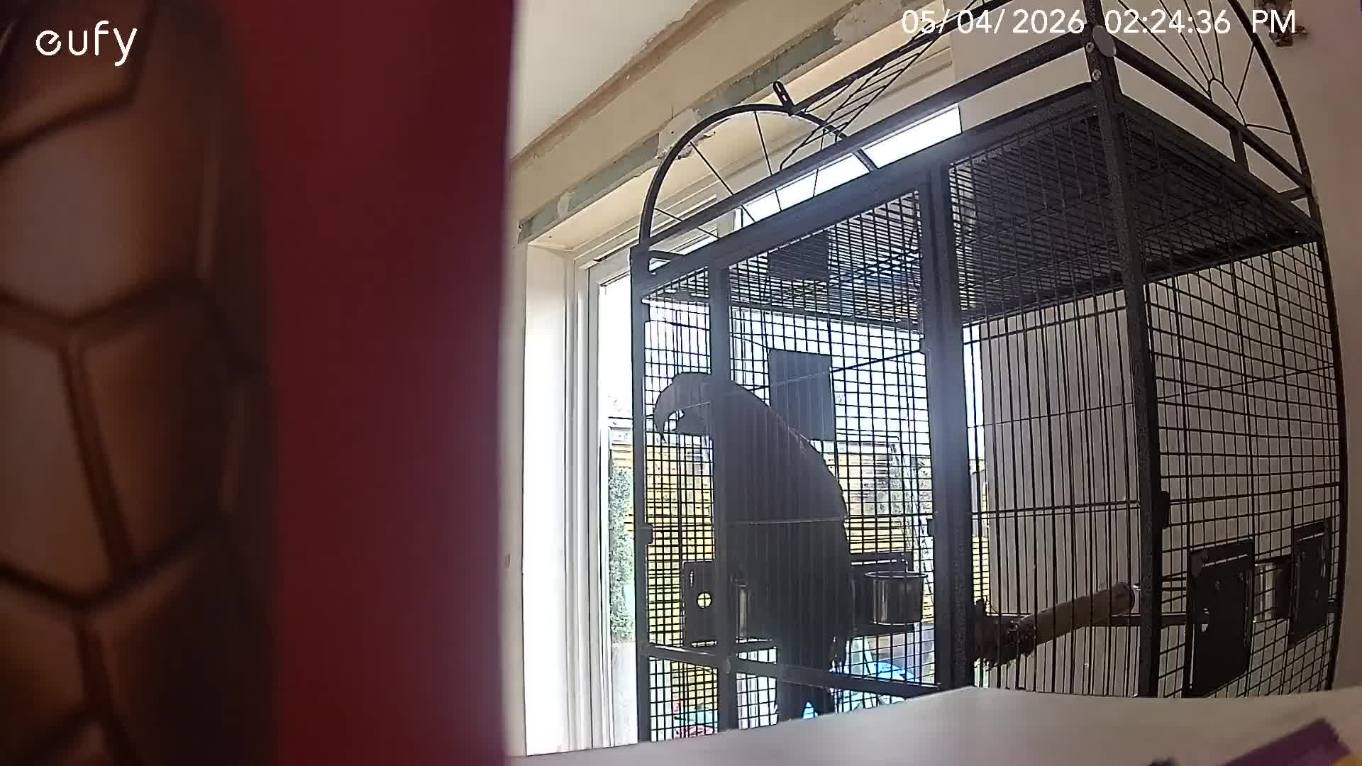 Macaws birds for sale: Green wing macaw  - Video 1