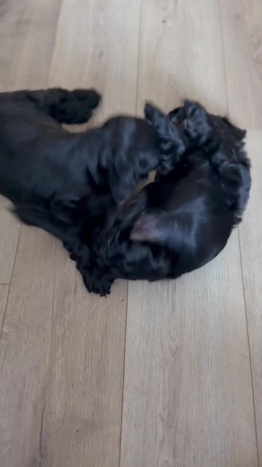 Cocker Spaniel dogs for sale: 🐾 1 LITTLE BOY LEFT KC Registered Show Cocker 🐾  - Video 2