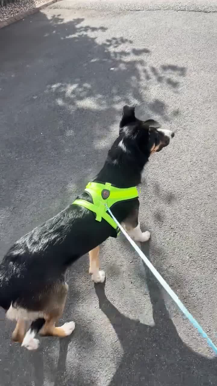 Border Collie dogs for sale: Reggie🩵 - Video 1