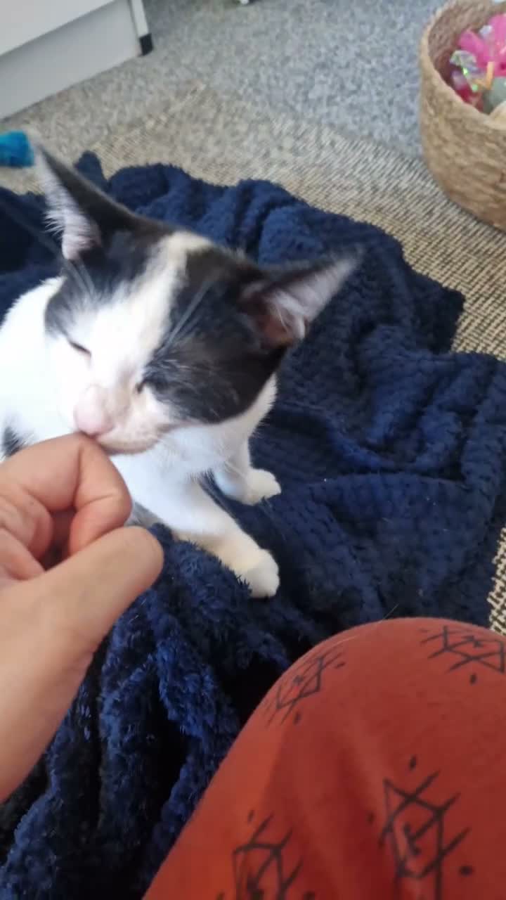 Mixed Breed cats for sale: 3.5 month female kitten - Video 1