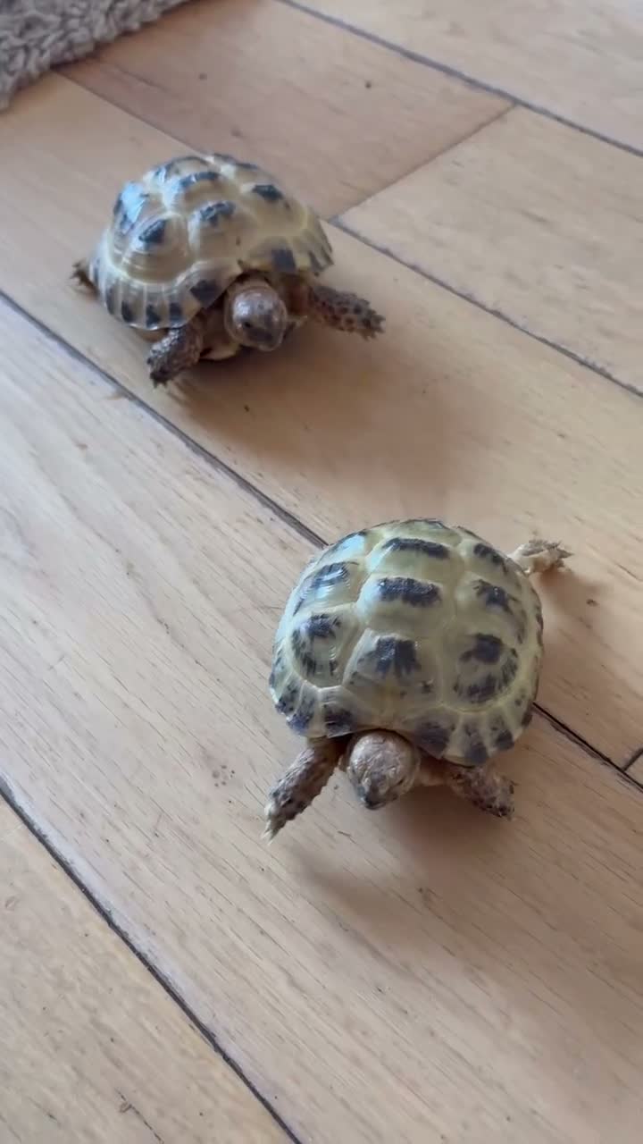 Tortoise reptiles for sale: 2 Horsefield torts, comes with full set up in Stockport - Video 2