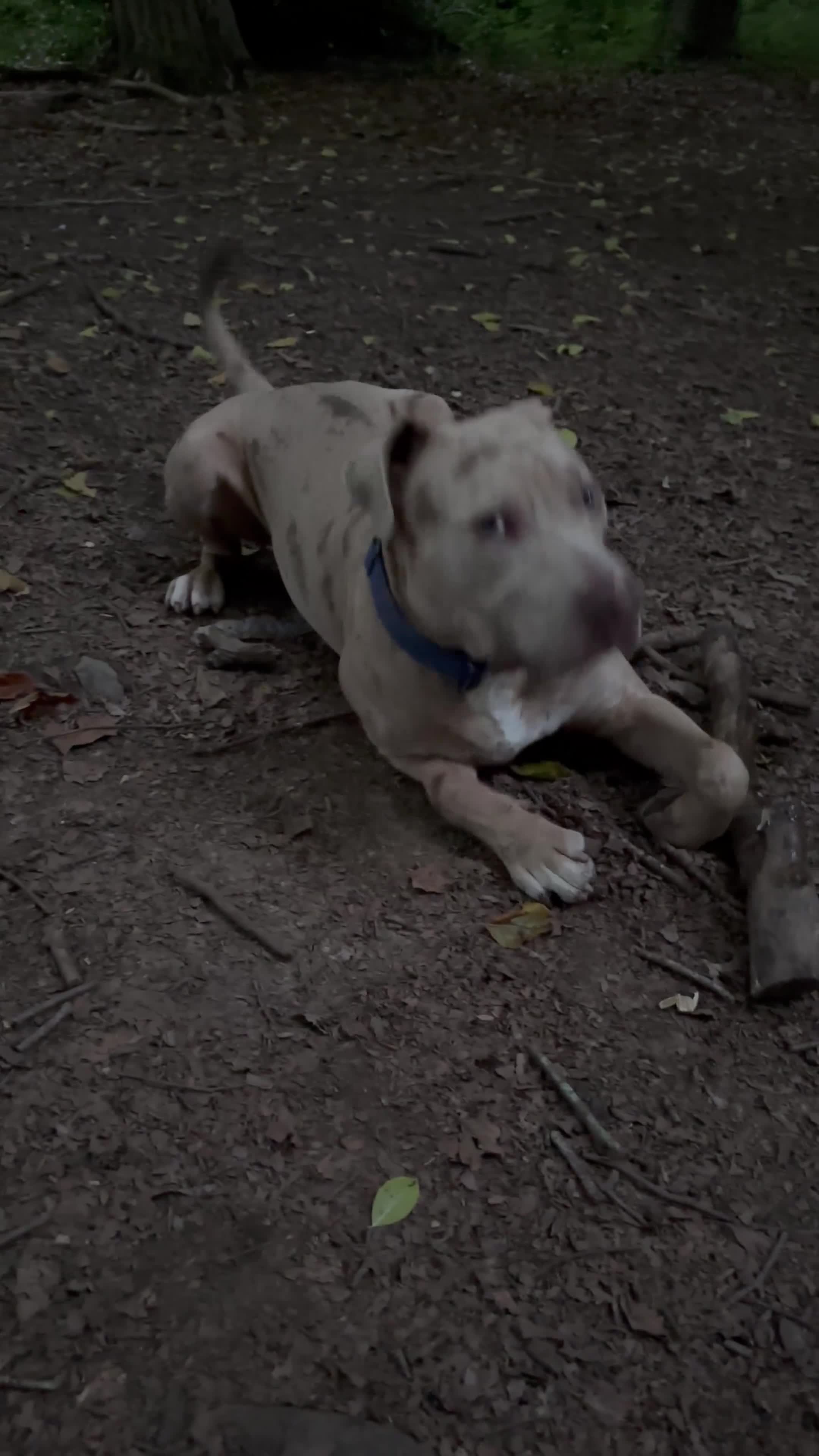 Mixed Breed dogs for sale: Hades in Telford - Video 1