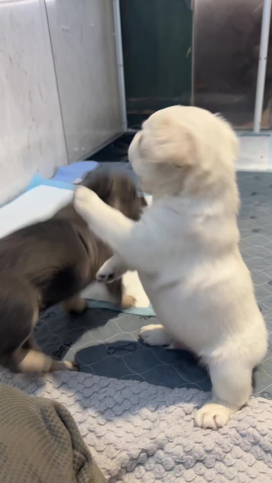 French Bulldog dogs for sale: Quality 5star🌟full visual fluffy French bulldogs  - Video 2