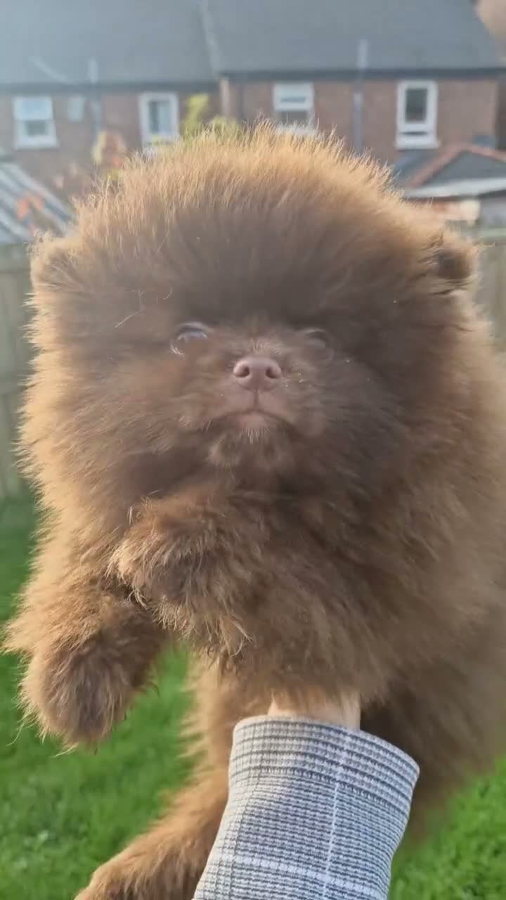 Pomeranian dogs for sale: Absolutely stunning Pomeranian pup - Video 1