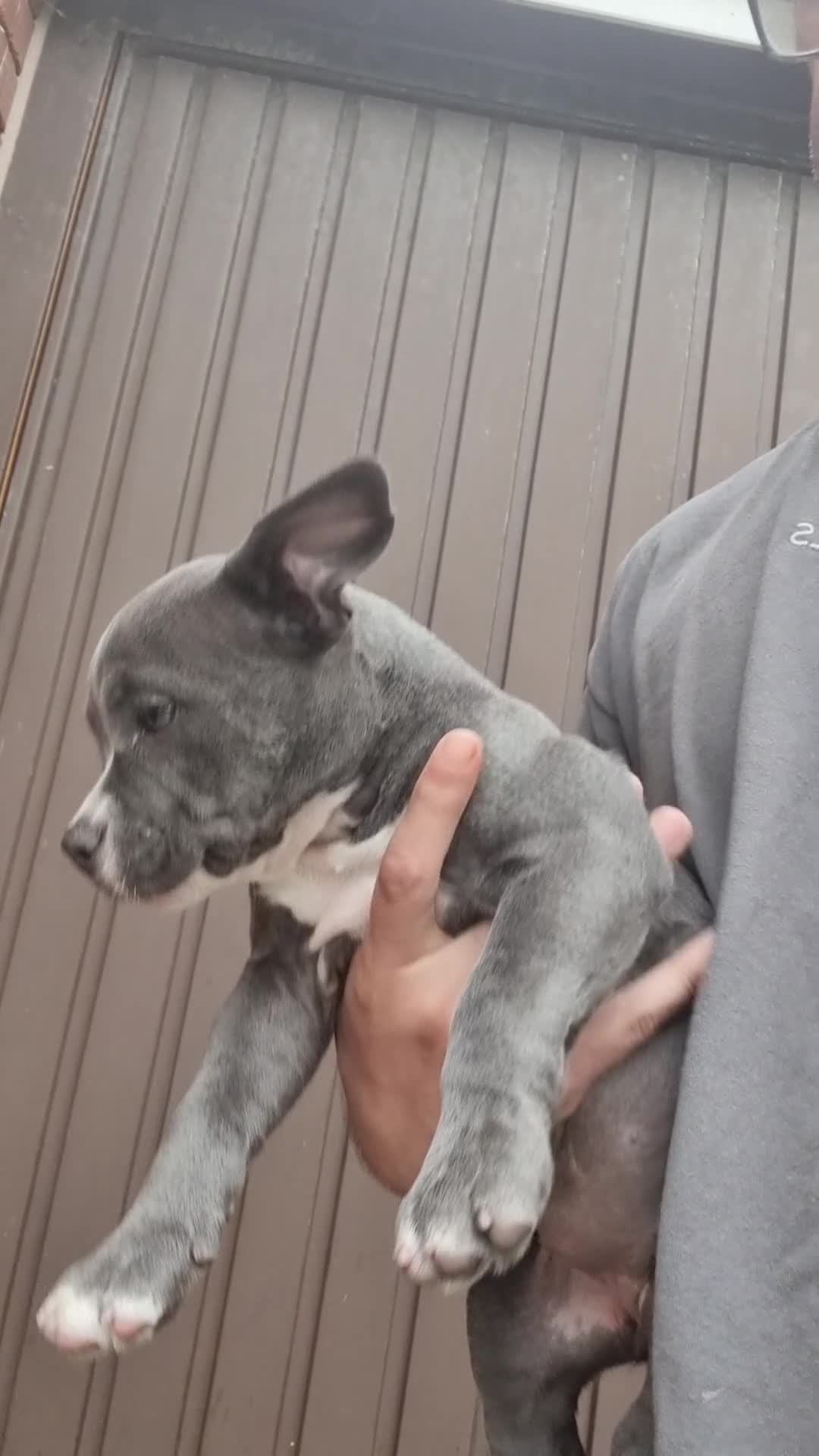 American Bully dogs for sale: David  - Video 1