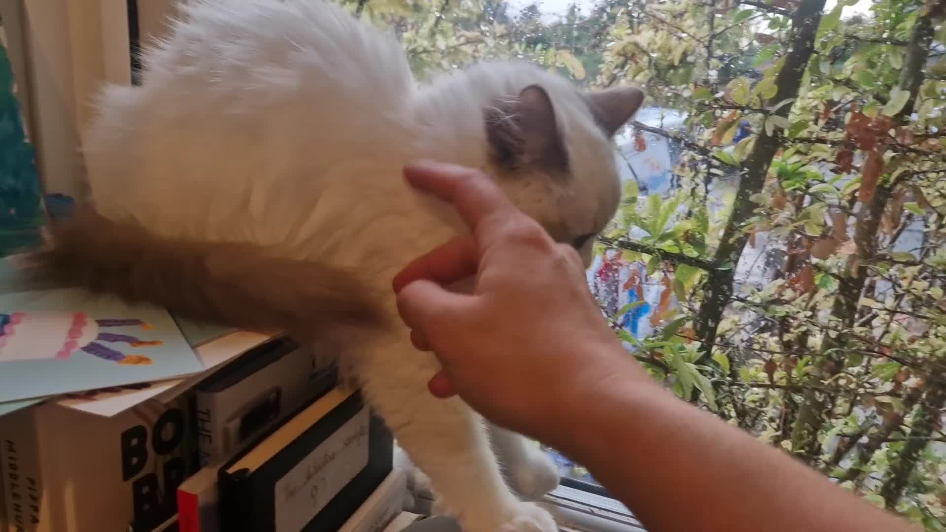 Ragdoll cats for sale: Gorgeous GCCF Ragdoll kittens READY NOW!!! - Video 4