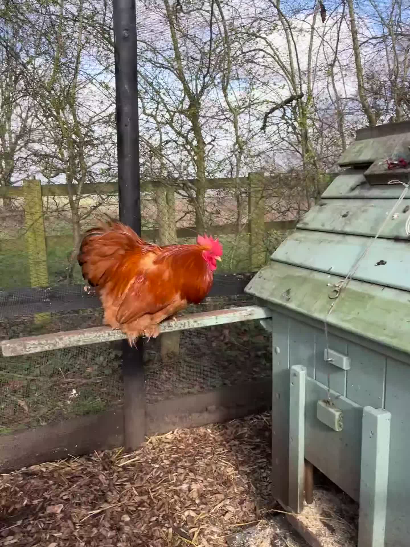 Chickens poultry for sale: Rare breed bantam cockerels - free to a good home! - Video 2