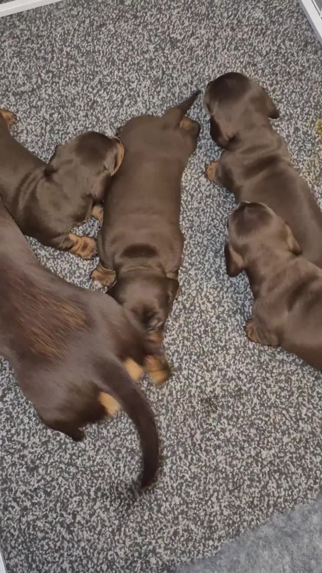 Miniature Dachshund dogs for sale: Miniture dachshund smooth hair puppies  - Video 3