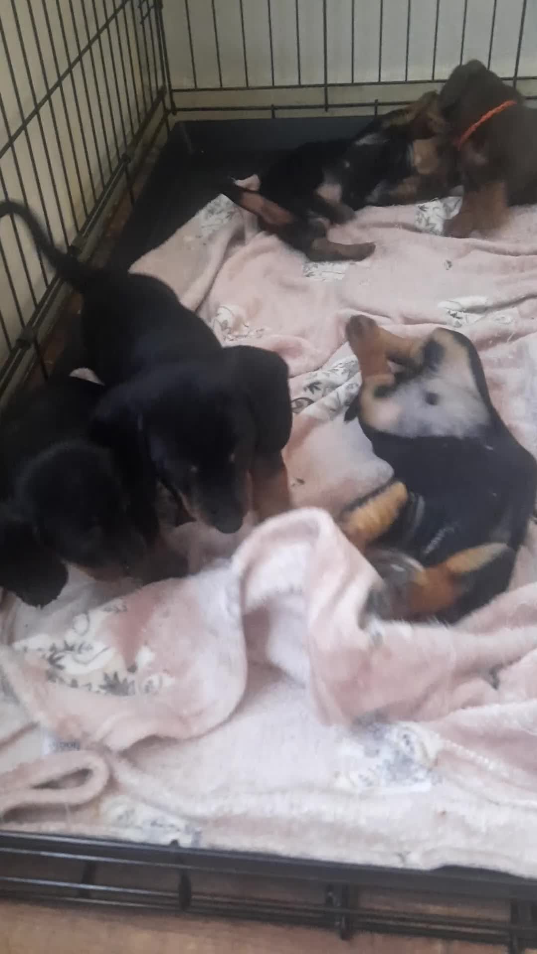 Dachshund dogs for sale: Dachshund puppies  - Video 1
