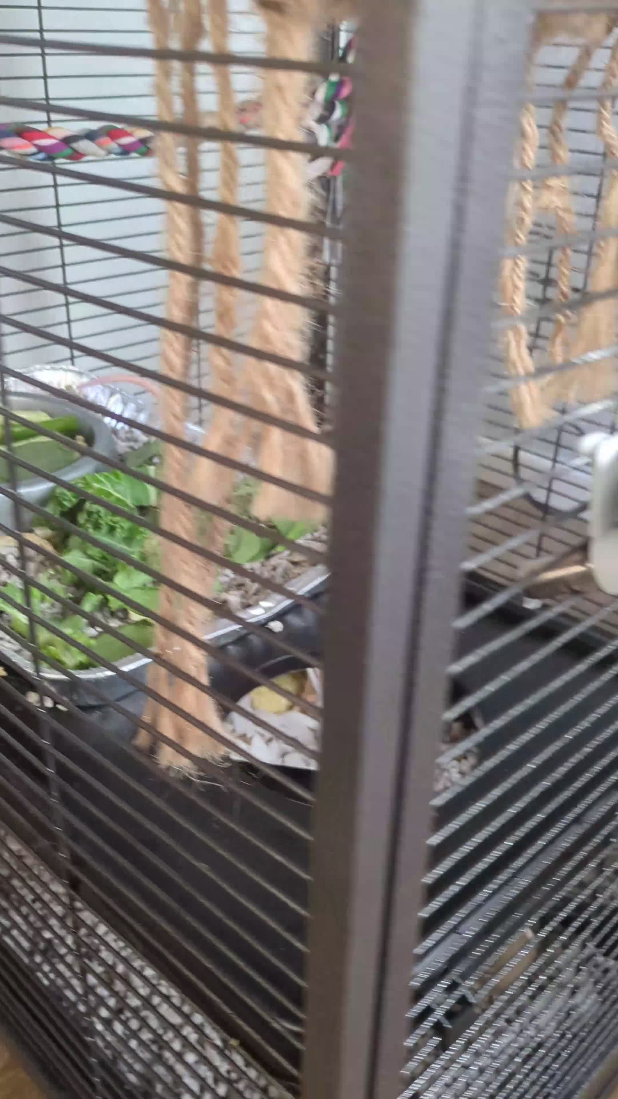 Rat rodents for sale: 2 Male rats arround 8 month - Video 1
