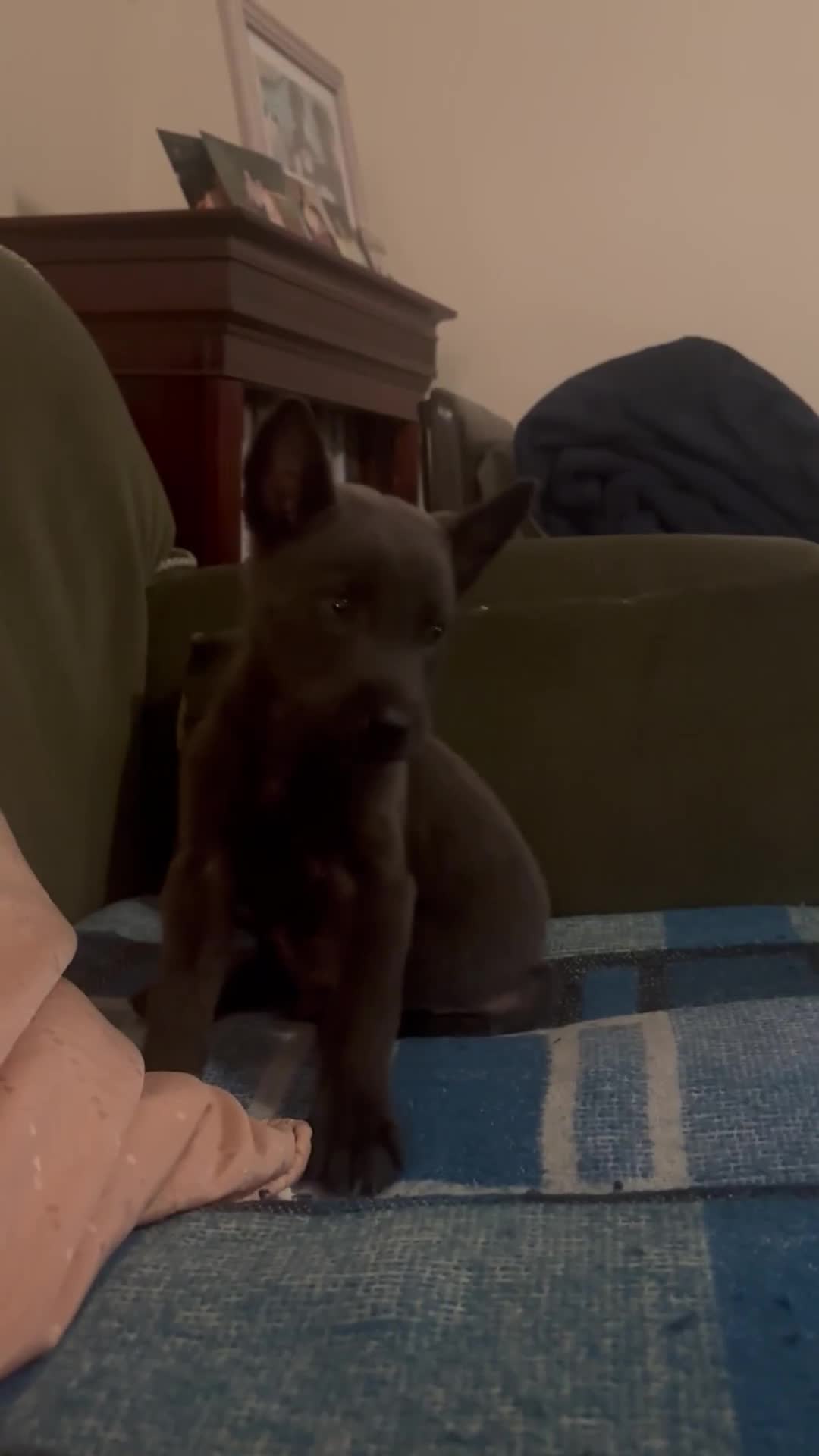 Belgian Shepherd Dog dogs for sale: Blue dutch herder puppy - Video 1