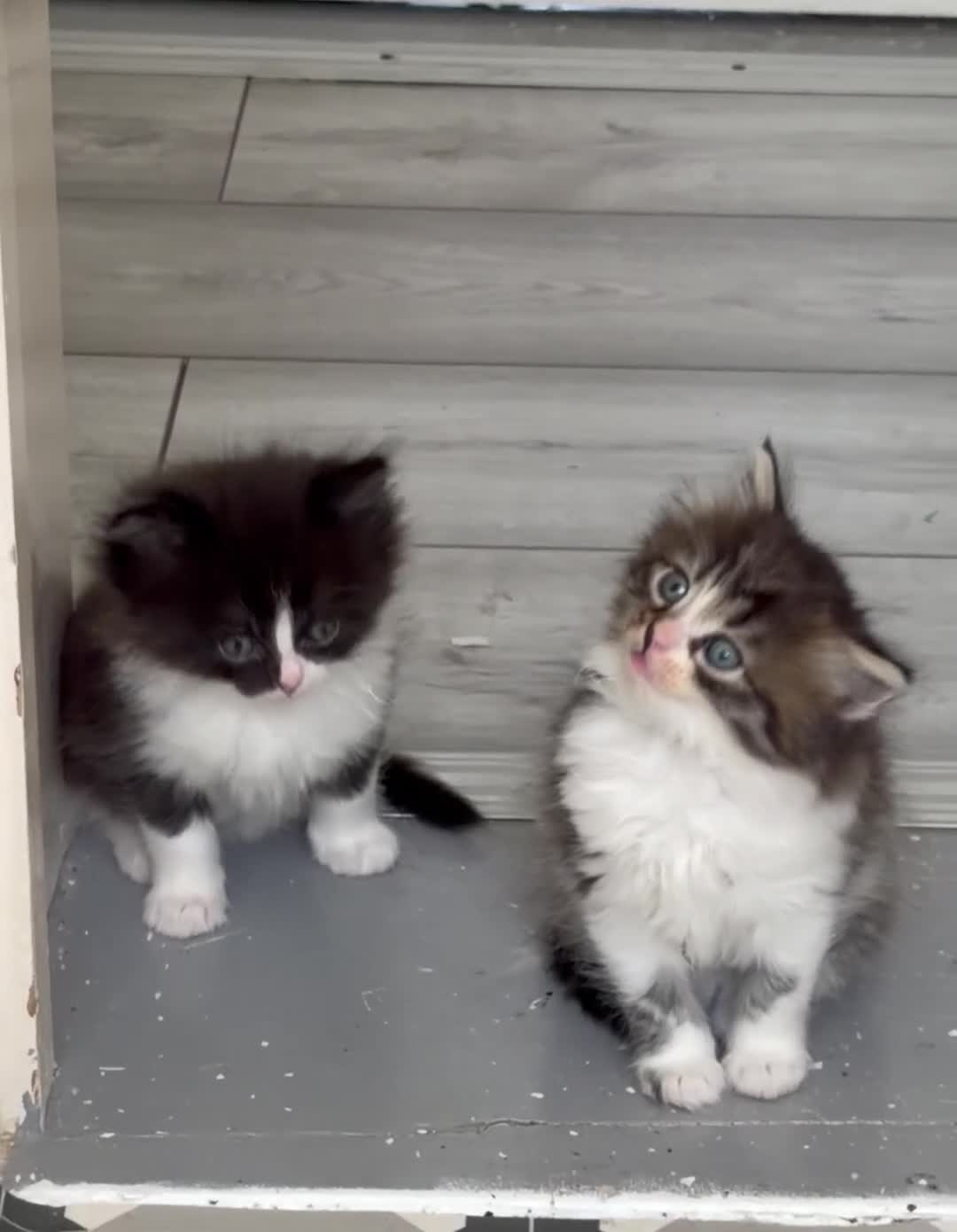 Mixed Breed cats for sale: Turkish Angora x Ragdoll kittens for Sale!! - Video 1