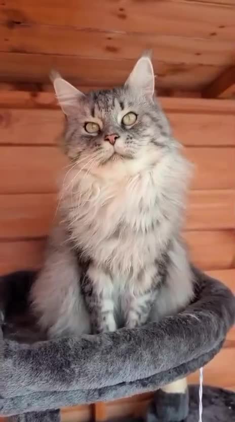 Maine Coon cats for stud: Maine Coon cat Stud services only - Video 1