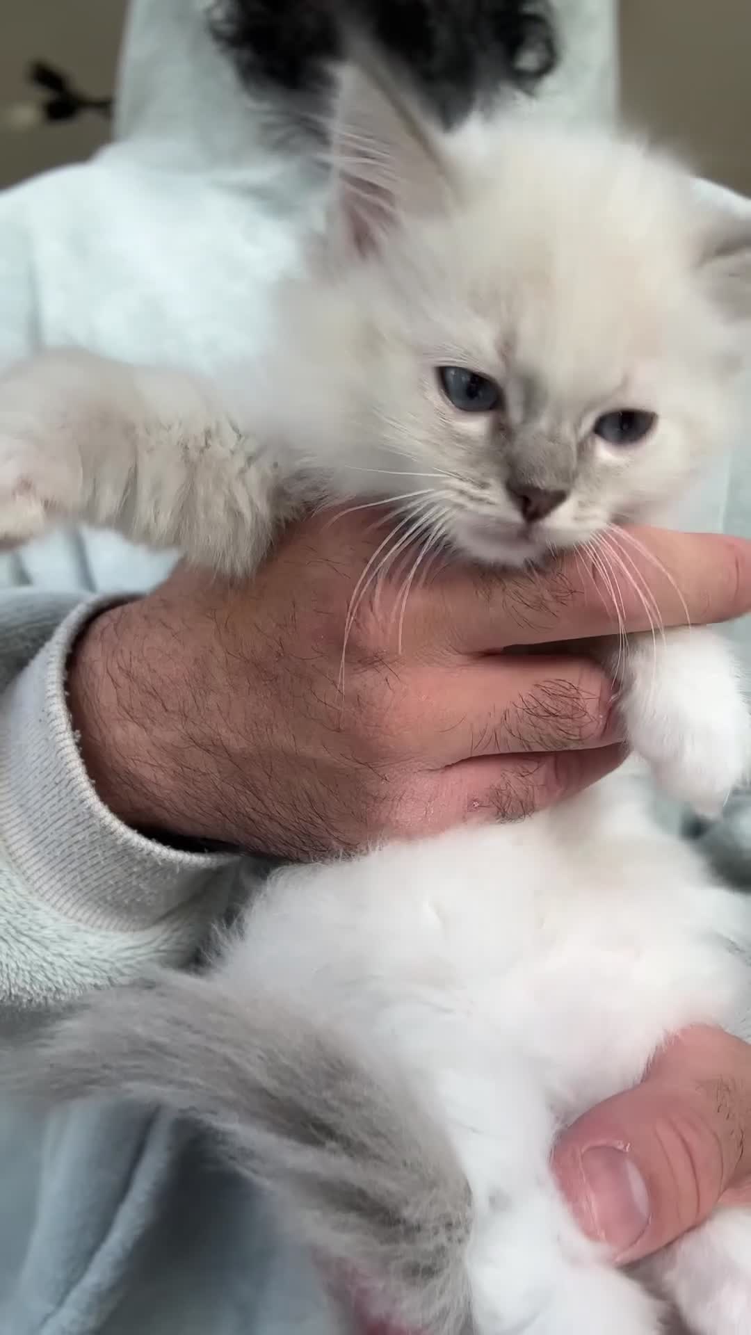 Ragdoll cats for sale: Gorgeous Rare White boy and blue mitted boy  - Video 3