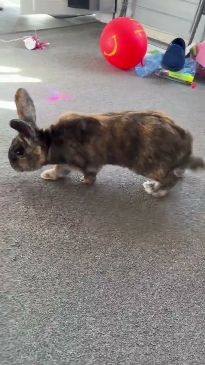 Mixed Breed rabbits for sale: Beautiful fudge in Basingstoke - Video 1