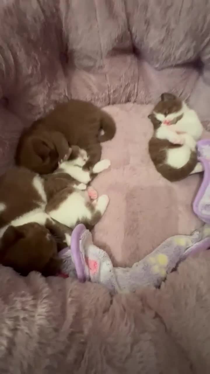 British Shorthair cats for sale: Luxury British Short-Choc& Bi-Coloured|07988240877 - Video 3